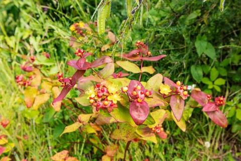 St John's Wort (Hypericum androsaemum L.), Glenfalloch Gardens, Dunedin, New Zealand, Oceania