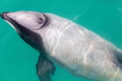 Hector-Delphin (Cephalorhychus hectori), Bootsfahrt, Akaroa, Banks-Halbinsel, Canterbury,