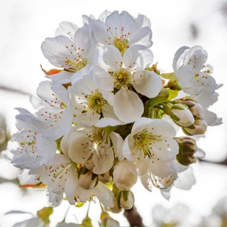 Cherry blossom (Prunus avium)