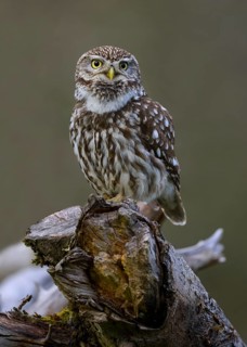 Little Owl (Athene noctua), calling male on dead apple tree branch, Biosphere Reserve, Swabian Alb,