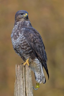Common steppe buzzard (Buteo buteo), dark morph on pasture pole, biosphere reserve, Swabian Alb,