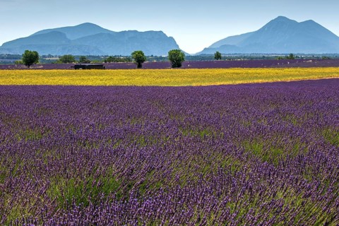 Field with yellow yarrow (Eriophyllum confertiflorum) and true common lavender (Lavandula