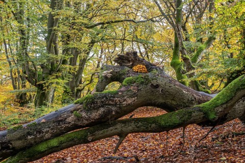 Golden scalycap (Pholiota aurivella) and porcelain fungi (Oudemansiella mucida) in the Hutewald