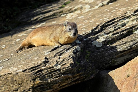 Rock hyrax (Procavia capensis), sunbathing on rock, captive, Switzerland, Europe