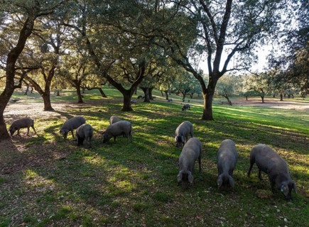 Grazing pigs and holm oaks (Quercus ilex) in the Sierra de Aracena, aerial view, drone shot, Huelva