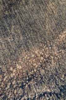 Burned Stone or Umbrella Pines (Pinus pinea) after a forest fire, aerial view, drone shot, Sierra