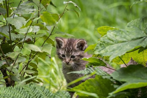 Hidden young European wildcat (Felis silvestris silvestris), wild cat kitten looking through leaves