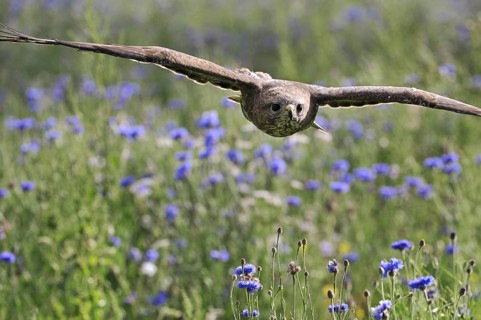 Common buzzard (Buteo buteo) flying over meadow with wildflowers in England, UK