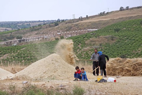 Farmer with wife and children working on cereal harvest in Iran