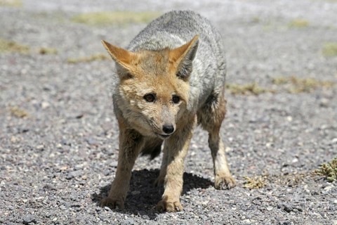 Culpeo zorro or Andean fox (Lycalopex culpaeus) (Pseudalopex culpaeus), Altiplano, Bolivia, South