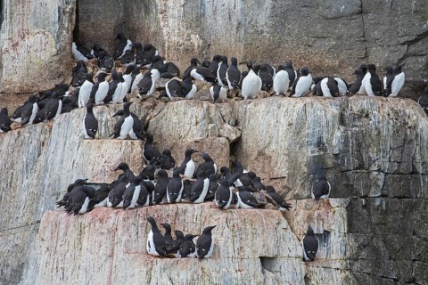 Thick-billed murres (Uria lomvia), Brünnich's guillemots on rock ledge in sea cliff in seabird
