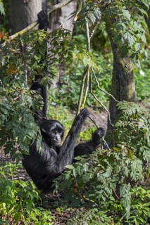 Siamang (Symphalangus syndactylus) arboreal gibbon native to the forests of Malaysia, Thailand and