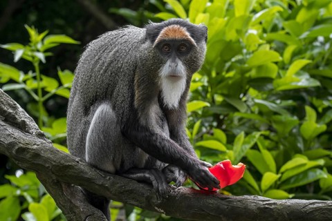 De Brazza's monkey (Cercopithecus neglectus) native to Central Africa, eating fruit in tree