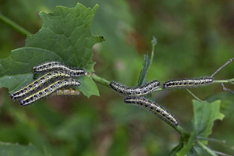Caterpillars of large white (Pieris brassicae) butterfly eating leaf