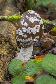 Magpie mushroom, magpie fungus (Coprinopsis picacea), magpie inkcap fungus (Coprinus picaceus)