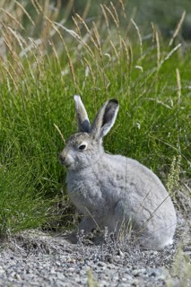 Mountain hare (Lepus timidus) in summer coat, Greenland, North America