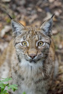 Eurasian lynx (Lynx lynx), portrait, Parc Animalier de Sainte-Croix, near Rhodes, Moselle,