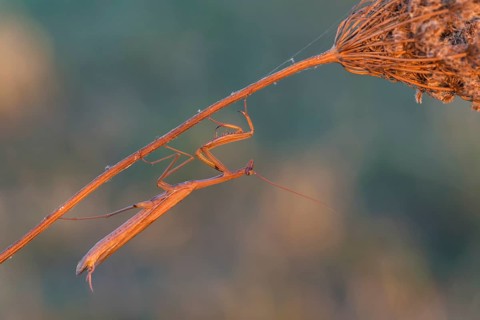 Praying Mantis (Mantis religiosa), Burgenland, Austria, Europe