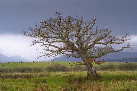 Single windswept tree without leaves looks in a meadow with grazing cows and mountains in the