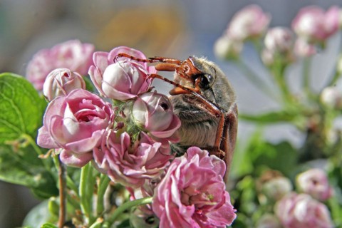 Cockchafer (Melolontha) on roses