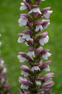 Acanthus flowers (Acanthus), close up, Bavaria, Germany, Europe