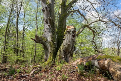 Old copper beech (Fagus sylvatica) with tinder fungus (Fomes fomentarius), triple beech, one trunk