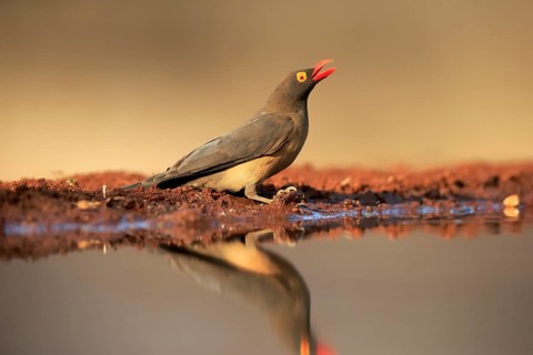 Red-billed oxpecker (Buphagus erythrorhynchus), adult, at the water, drinking, alert, Kruger