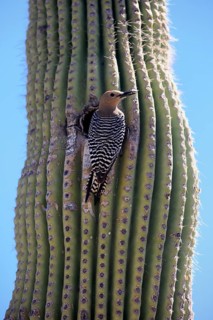 Gila woodpecker (Melanerpes uropygialis), adult, male, at breeding den, on saguaro cactus, Sonoran