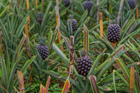 Pineapple plants with ripe fruits, surrounded by long, colourful leaves in a natural environment,