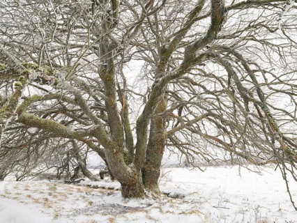 Willow Tree, (Salix sp.) covered in frost and snow, November, beside the crossroad Hochrhönstrasse