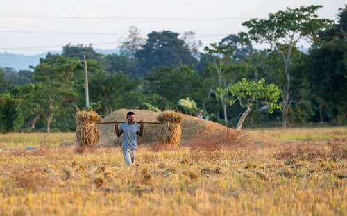 Farmer carries harvested rice paddy, in a rice agricultural field, in Bokakhat, India, on 1
