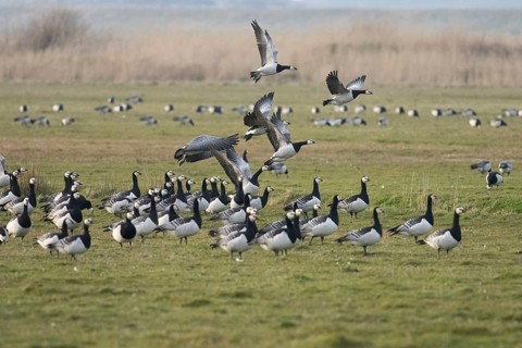 Barnacle Geese (Branta leucopsis), flock of adult birds on a field, alert and about to take off in