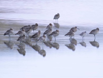 Eurasian Curlew (Numenius arquata), a flock of migratory birds resting in shallow water of the