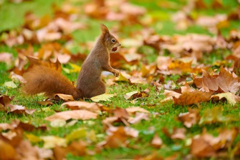 Eurasian squirrel (Sciurus vulgaris), standing in grass with autumn leaves and a nut in its mouth,