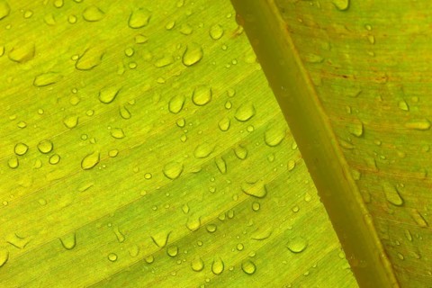 Close-up of a banana leaf with fine lines, distinctive texture and water droplets