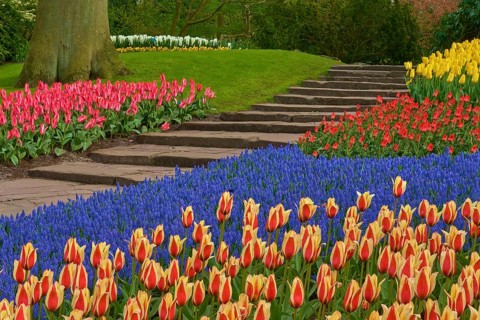 Steps of a park with tulips (Tulipa), and grape hyacinths (Muscari), fringed, spring, Keukenhof,
