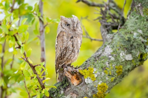 Eastern screech owl (Megascops asio) or Eastern screech-owl, captive, sitting on a branch with