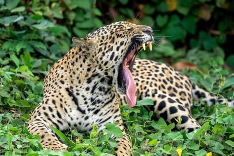 Jaguar (Panthera onca), yawning, showing tongue and teeth, North Pantanal, Barão de Melgaço,