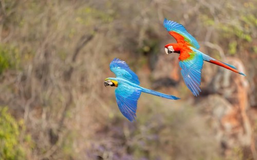 Yellow-breasted Macaw (Ara ararauna) and Green-winged Macaw (Ara chloropterus), Buraco das Araras,