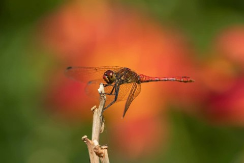 Ruddy darter dragonfly (Sympetrum sanguineum) adult male insect resting on a garden plant stem,