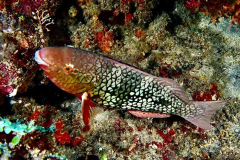 A brightly coloured fish with scaly patterns, nose hump parrotfish (Scarus rubroviolaceus) female,