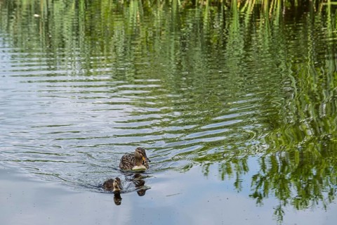 Mallard, (Anas platyrhynchos), female with young, Giethoorn, Netherlands