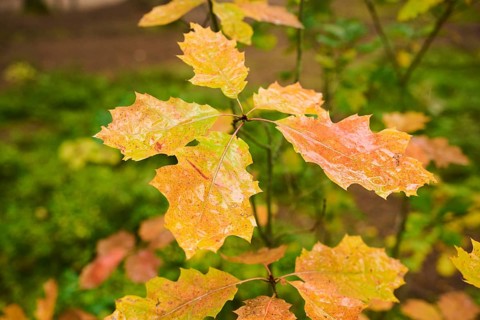 Norway maple (Acer platanoides) tree leafes, colored, in a forest in autumn, Bavaria, Germany,