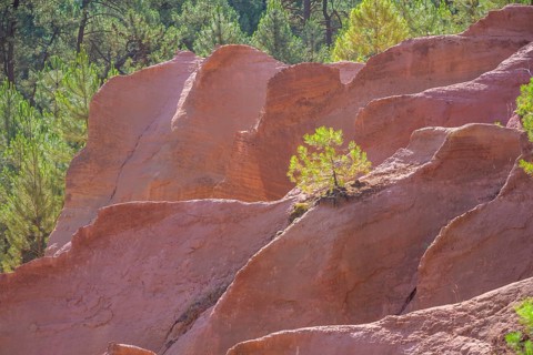 Small conifer and ochre rock of Roussillon, Département Vaucluse, France, Europe