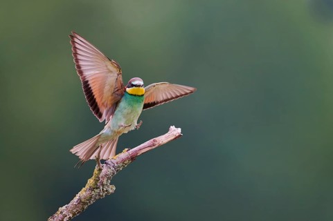 Bee-eater in flight (Merops apiaster) Lower Saxony, Germany, Europe