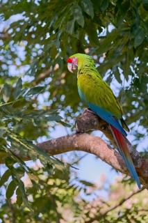 Great green macaw (Ara ambiguus) Costa Rica