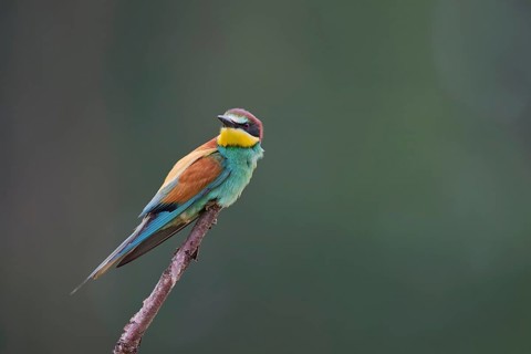 Bee-eater (Merops apiaster) Lower Saxony, Germany, Europe