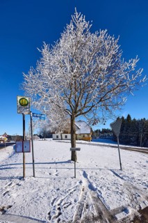 Winter landscape, bus stop Gasth. Kreuz, snow-covered tree, deep blue cloudless sky, Jostalstraße,