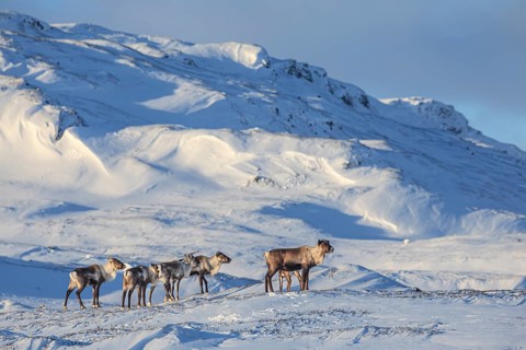 Reindeer, herd, standing in the snow, mountain landscape, Laponia, Lapland, Sweden, Europe