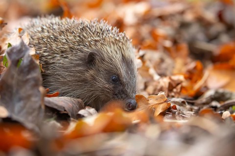 European hedgehog (Erinaceus europaeus) adult animal on a pile of autumnal leaves in the autumn,